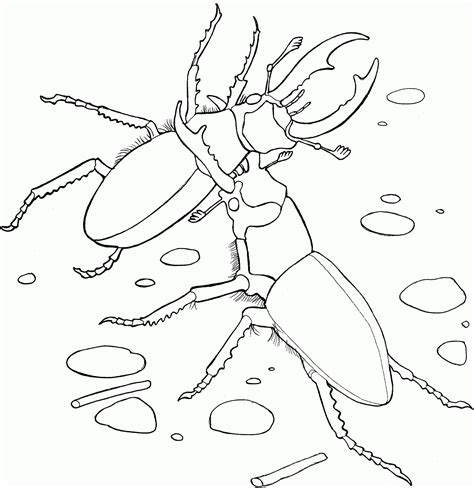elephant stag beetles coloring page colouringpages