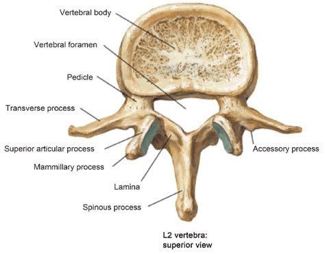 Illustration Of Lumbar Vertebrae Showing Vertebral Body Pedicles