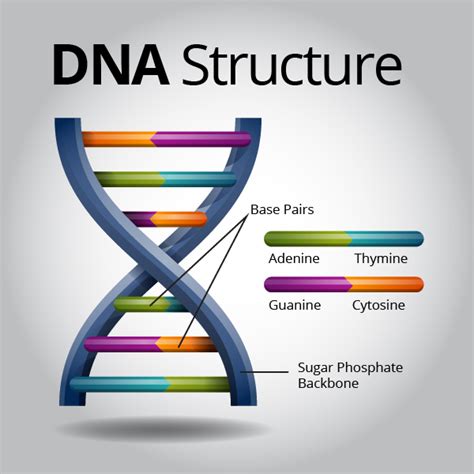 Dna Structure Visual Ly