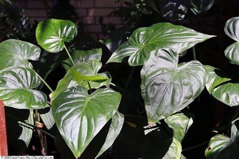 Alocasia Stingray Plant Care Plantly