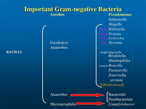 PPT Classification Of Medically Important Bacteria PowerPoint Presentation ID