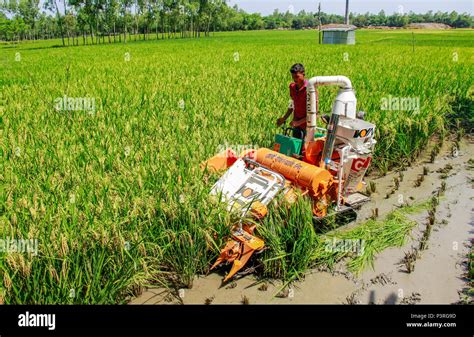 Agriculture Bangladesh Stock Photo Alamy
