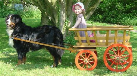 Dog Pulling A Produce Cart With Passenger Dogs And Kids Bernese