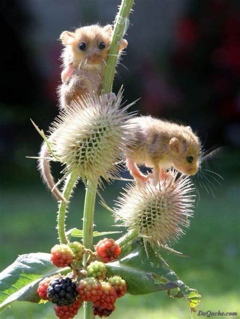 Baby Dormouse Amazing Pictures Cuteness Pinterest