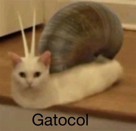 Top Memes De Gatos Miau V En Español Memedroid