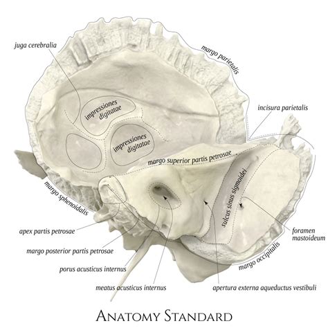 Anatomy Standard Drawing Temporal Bone Medial View Latin Labels