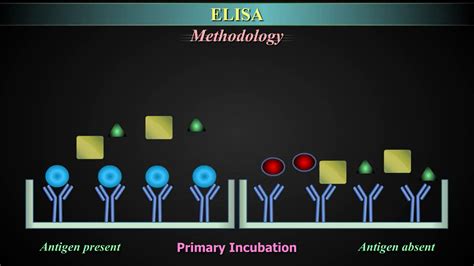 Enzyme Linked Immunosorbent Assay Elisa Types Principle Method And