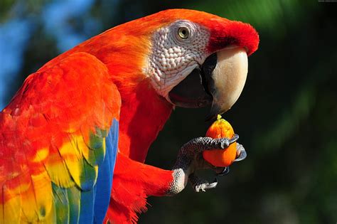 Tropical Bird Macaw Parrot Hd Wallpaper Wallpaperbetter