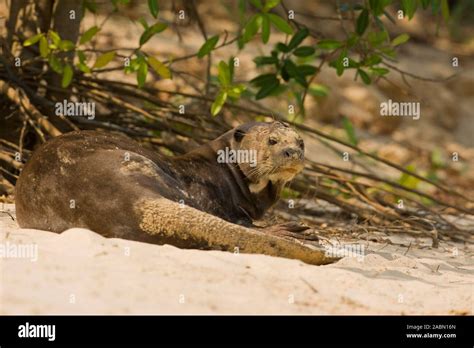 Giant Otter Pteronura Brasiliensis Basking On The River Bank Stock
