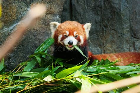Cute Red Panda Eating Bamboo Stock Image Image Of Funny Cute 63354923