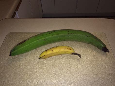 Huge Plantain From A Neighbors Crop Banana Used For Scale Pics