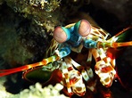Mantis Shrimp Facts - CRITTERFACTS