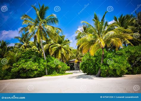 Maldives Palm Trees Near Beach Stock Photo Image Of Island
