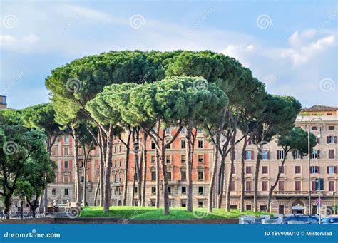 Famous Pine Trees In Rome Italy Editorial Image Image Of City Foro