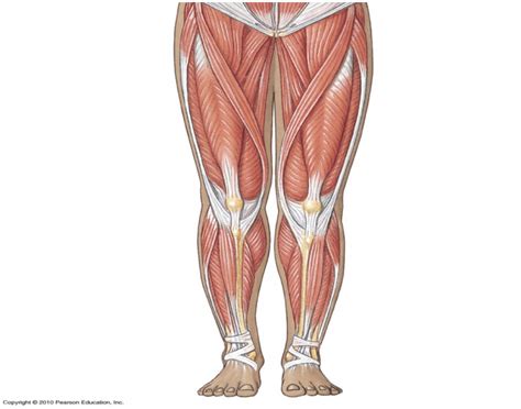 You just studied 15 terms! Superficial Muscles of Lower Body - Anterior View - PurposeGames