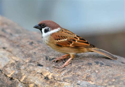 7 Birds That Look Like Sparrows How To Tell The Difference