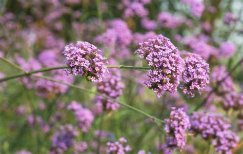 Verveine La Plante Aux 1001 Vertus Actualités Santé And Bien Être