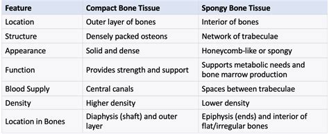 What Is The Difference Between Compact Bone Tissue And Spong Quizlet