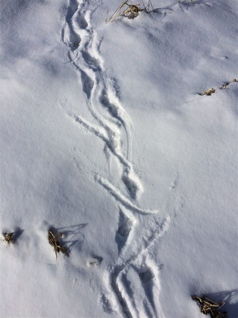 Opossum Tracks In The Snow Notice The Tail Dragging One Of The