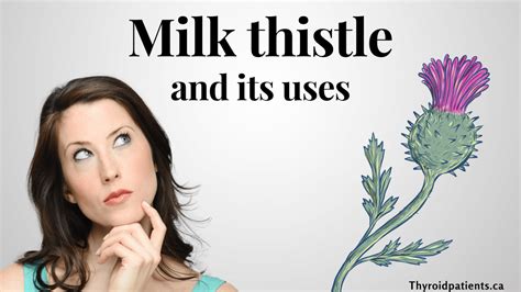 Milk Thistle Alters Thyroid Hormone Transport Thyroid Patients Canada