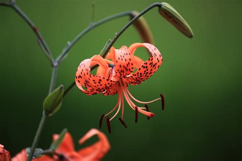 Tiger Lily Meaning Interesting Facts About The Flower Floraqueen En