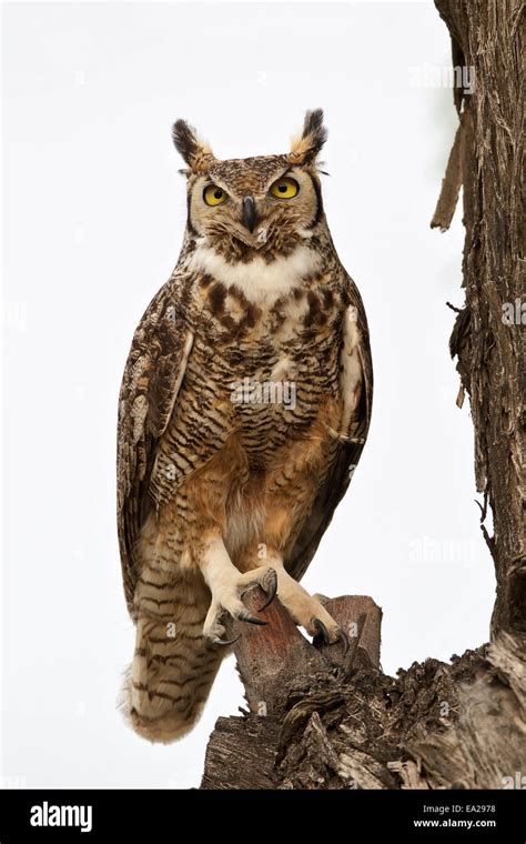 Great Horned Owl Bubo Virginianus Stock Photo Alamy
