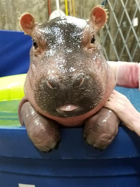 20 Fotografías De Bebés De Hipopótamo Que Te Arrancarán Una Sonrisa