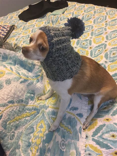 Made My Dog A Hat Dog Crochet Crochet Animals Free Crochet