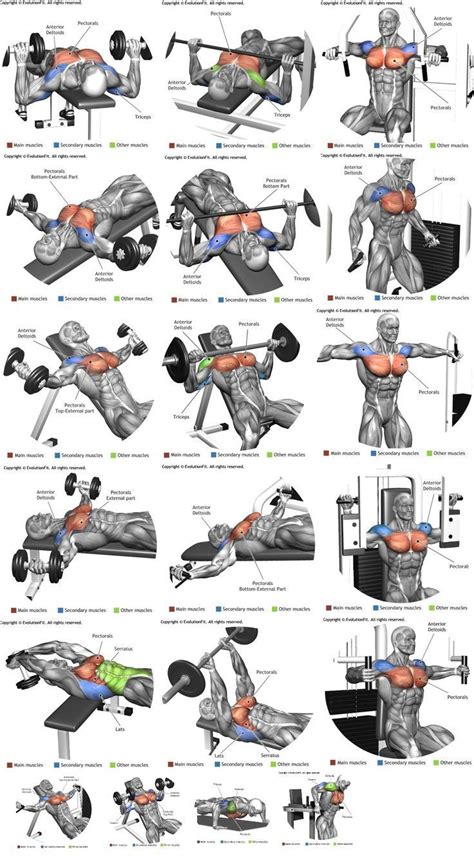 √ Compound Lifts For Chest