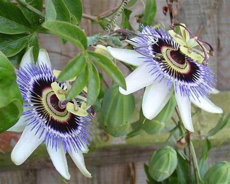 FLOWERS OF THE BLUE PLANET: BLOOMING BEAUTIES