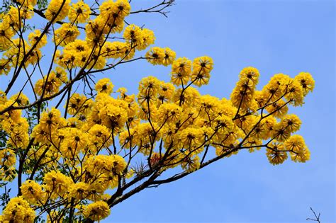 Yellow Flowering Tree At Rio Viejo