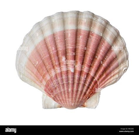Pink And White Fan Shaped French Scallop Seashell Isolated On White