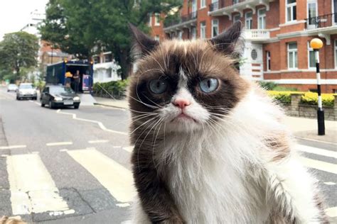 Follow Grumpy Cat The Worlds Most Miserable Mog As She Takes A Tour