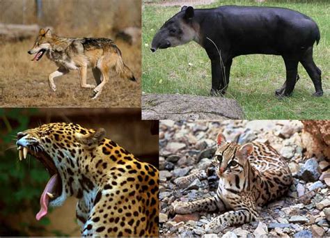 Científicos estadounidenses clonan por primera vez una especie en peligro de extinción. 10 Mamíferos Mexicanos en Peligro de Extinción - Lifeder