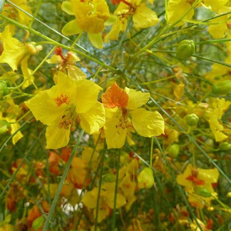 Jerusalem Thorn Parkinsonia Aculeata 20 Seeds