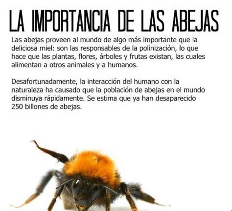 la importancia de las abejas informacion sobre las abejas abejas salvemos a las abejas