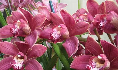 Extraordinary Facts About The Orchid A Knowledge Archive