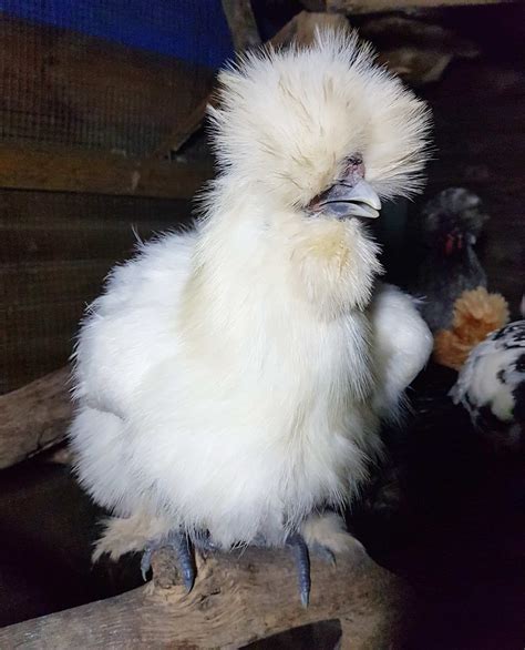 Silkie Chickens Everything You Need To Know
