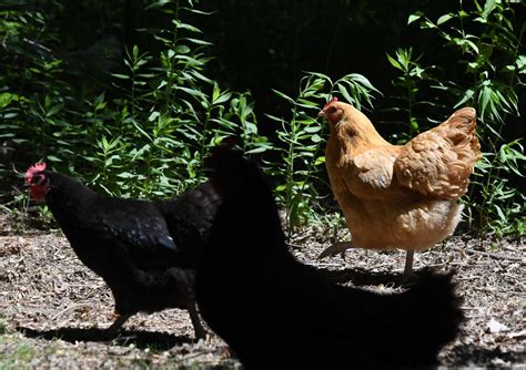 Opinion Backyard Chickens More Than A Pandemic Trend