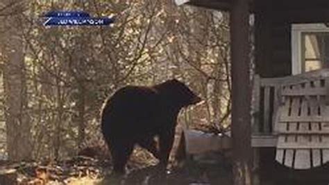 Mink The Black Bear Found Dead In New Hampshire