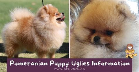 Pomeranian Puppy Uglies Explained