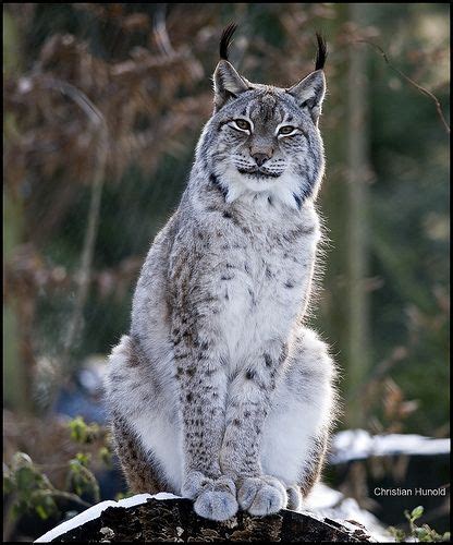 Lynx This Cat Just Looks Like He Knows Everything And