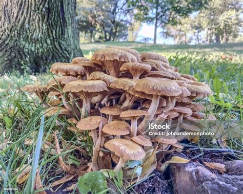 Ringless Honey Mushroom Stock Photo Download Image Now