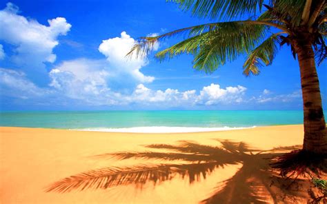 Beach with Palm Tree - Cool Twitter Backgrounds | Beach wallpaper ...