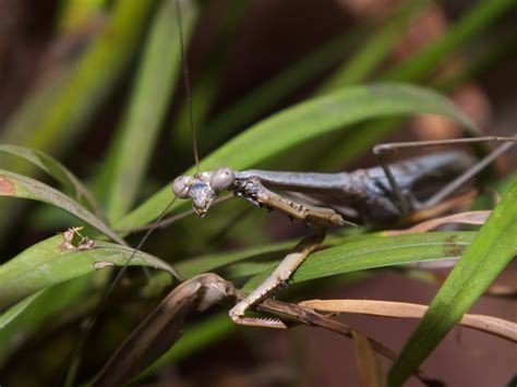 Mantidae Archimantis Australian Praying Mantis Male Dscf Flickr