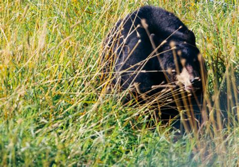 How To Protect Yourself From Bears In The Wild Tips And Myths Roads