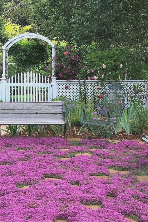 Compare prices & read reviews. Buy Red Creeping Thyme For Sale Online From Wilson Bros ...