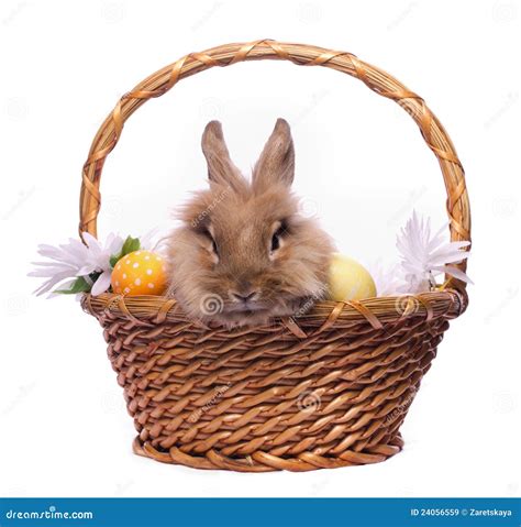 Easter Bunny In The Basket Stock Image Image Of Decoration 24056559
