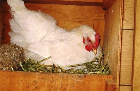 Consider Raising Heritage Breed Poultry For Meat And Eggs Heritage
