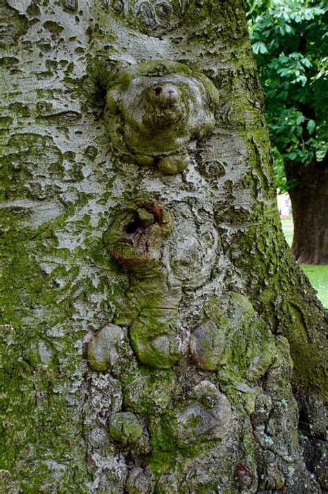 Unusual Tree Bark In Summer Stock Photo Image Of Landscape
